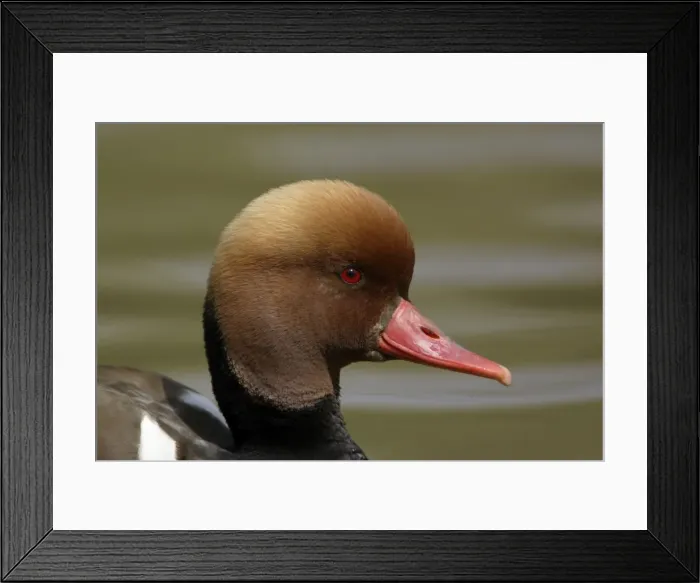 Framed Print : Red-Crested Pochard-close-up study of drake's head, Washington WWT, Tyne and Wear UK