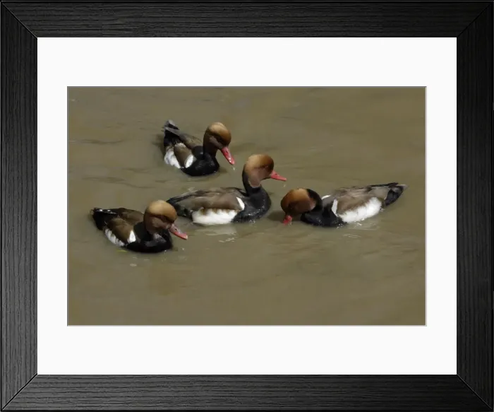 Framed Print : Red-Crested Pochard-4 drakes feeding on lake, Washington WWT, Tyne and Wear UK Framed Print : Red-Crested Pochard-4 drakes feeding on lake, Washington WWT, Tyne and Wear UK