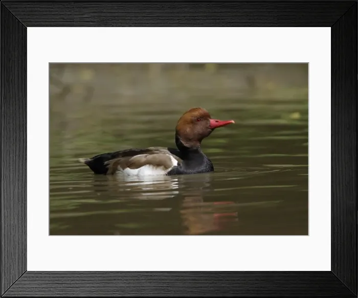 Framed Print : Red-Crested Pochard-drake swimming on lake, Washington WWT, Tyne and Wear UK