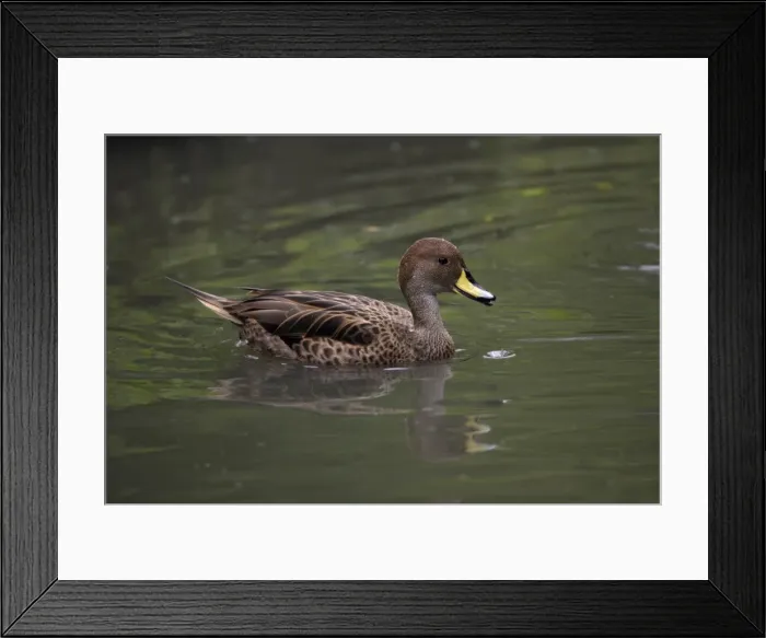 Framed Print : Yellow-billed Duck-swimming on lake, Washington WWT, Tyne and Wear UK Framed Print : Yellow-billed Duck-swimming on lake, Washington WWT, Tyne and Wear UK