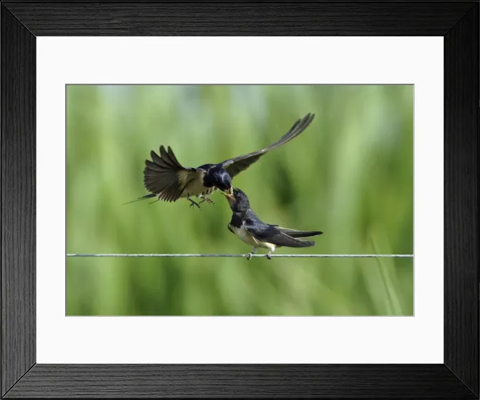 Framed Print : Swallow-parent bird on the wing, feeding Juvenile, Holland Framed Print : Swallow-parent bird on the wing, feeding Juvenile, Holland