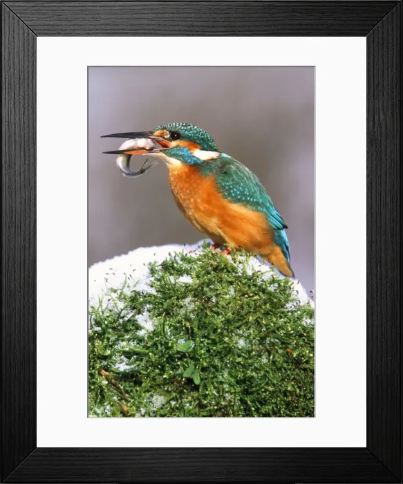 Framed Print : Kingfisher - with fish in beak, in the snow Framed Print : Kingfisher - with fish in beak, in the snow