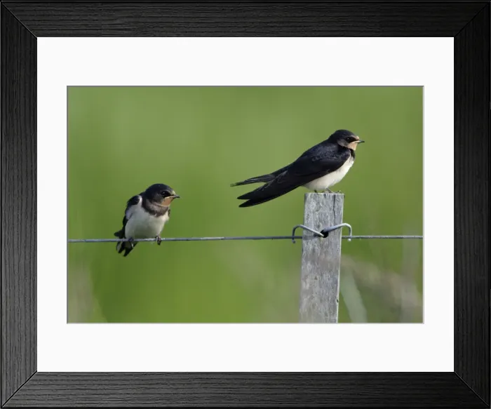 Framed Print : Swallow-2 juvenile birds on fence, waiting to be fed from parents, Holland Framed Print : Swallow-2 juvenile birds on fence, waiting to be fed from parents, Holland