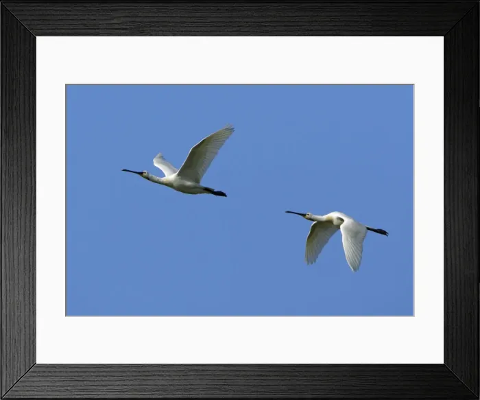 Framed Print : Spoonbill-two birds in flight, Isle of Texel, Holland Framed Print : Spoonbill-two birds in flight, Isle of Texel, Holland