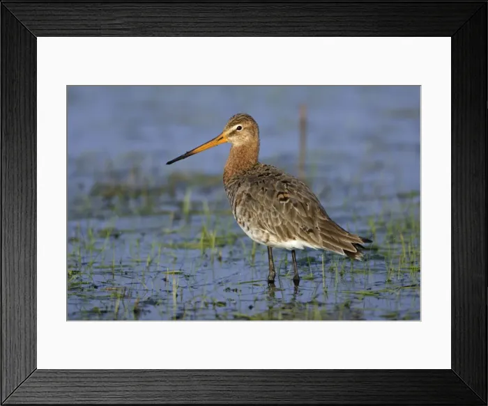Framed Print : Black-tailed Godwit- on flooded meadow, Neusiedler See NP, Austria Framed Print : Black-tailed Godwit- on flooded meadow, Neusiedler See NP, Austria