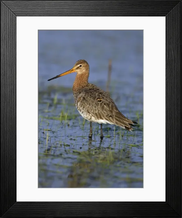 Framed Print : Black-tailed Godwit- on flooded meadow, Neusiedler See NP, Austria Framed Print : Black-tailed Godwit- on flooded meadow, Neusiedler See NP, Austria