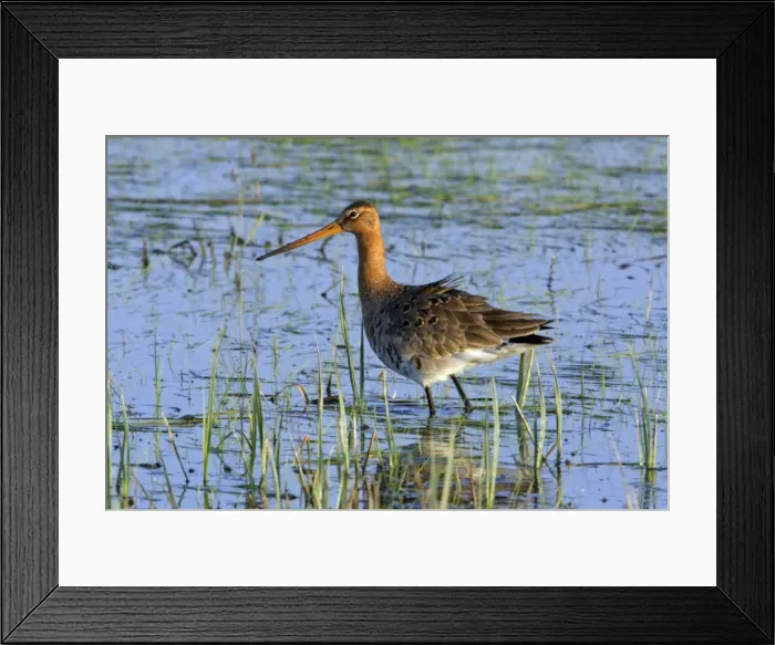 Framed Print : Black-tailed Godwit- on flooded meadow, Neusiedler See NP, Austria Framed Print : Black-tailed Godwit- on flooded meadow, Neusiedler See NP, Austria