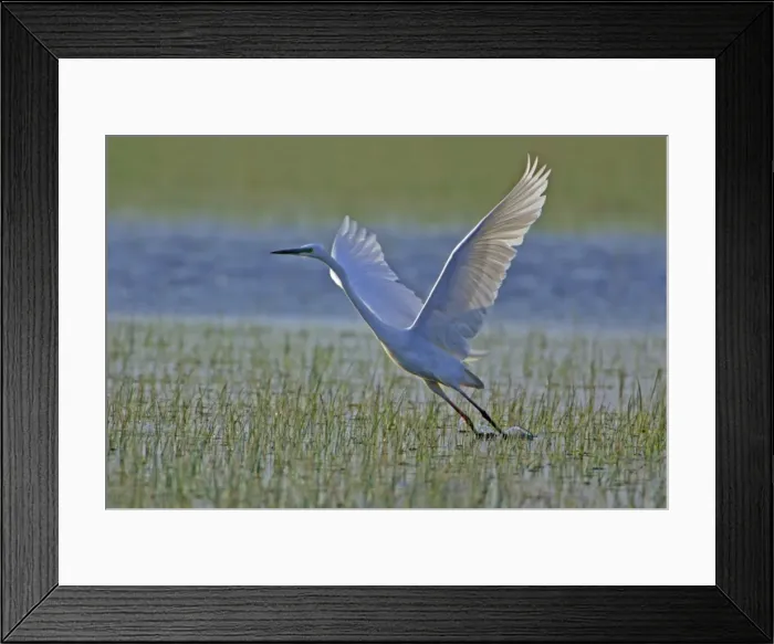 Framed Print : Great White Egret- taking off from water meadow, Neusiedler See, Austria Framed Print : Great White Egret- taking off from water meadow, Neusiedler See, Austria