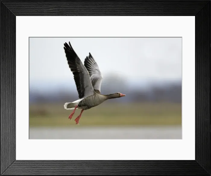 Framed Print : Greylag Goose- in flight over marshland, Neusiedler See NP, Austria Framed Print : Greylag Goose- in flight over marshland, Neusiedler See NP, Austria