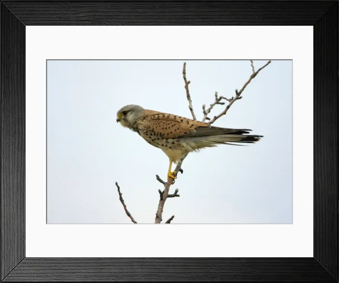 Framed Print : Kestrel- male bird perched on tree branch, Neusiedler See NP, Austria Framed Print : Kestrel- male bird perched on tree branch, Neusiedler See NP, Austria