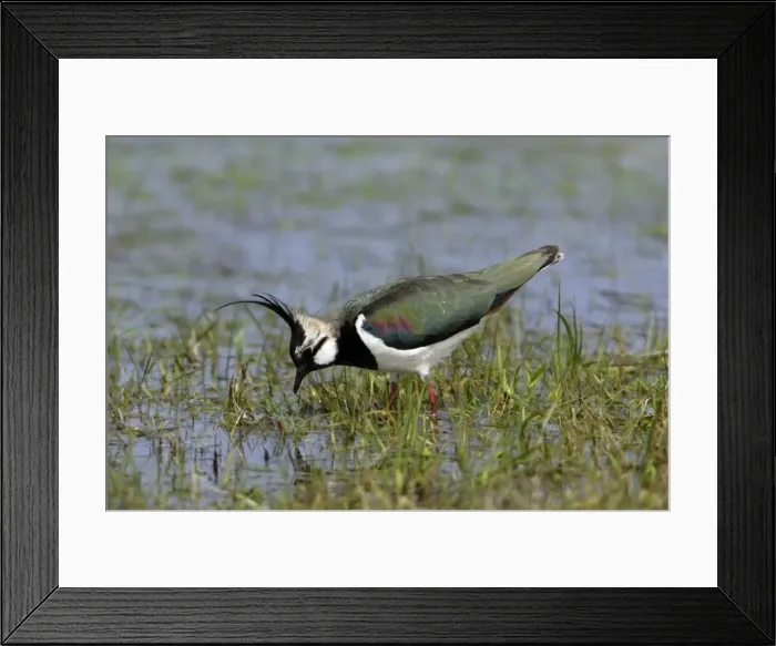 Framed Print : Lapwing- searching for food on water meadow, Neusiedler See NP, Austria Framed Print : Lapwing- searching for food on water meadow, Neusiedler See NP, Austria