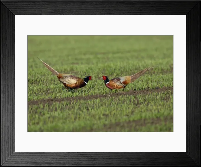 Framed Print : Pheasant- 2 males or cocks fighting during breeding season, Neusiedler See NP, Austria Framed Print : Pheasant- 2 males or cocks fighting during breeding season, Neusiedler See NP, Austria