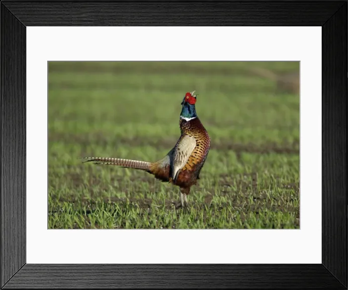 Framed Print : Pheasant- male / cock crowing in breeding season, Neusiedler See NP, Austria Framed Print : Pheasant- male / cock crowing in breeding season, Neusiedler See NP, Austria