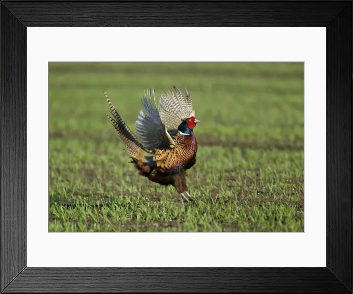 Framed Print : Pheasant- male / cock crowing and flapping wings, Neusiedler See NP, Austria Framed Print : Pheasant- male / cock crowing and flapping wings, Neusiedler See NP, Austria