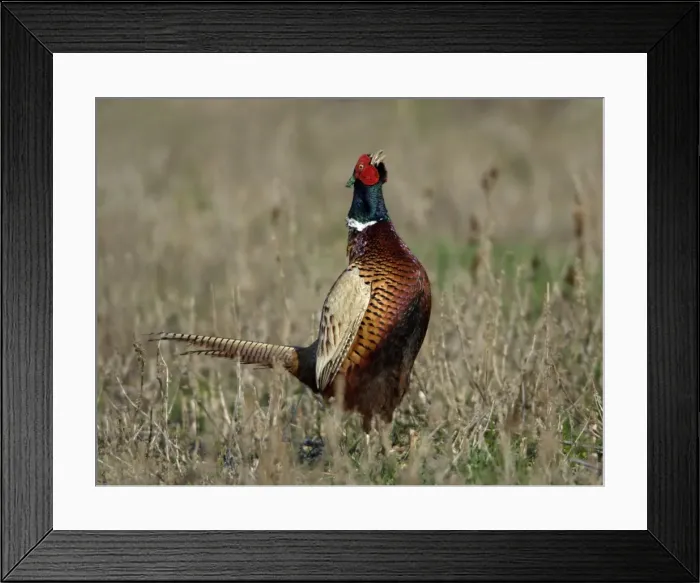 Framed Print : Pheasant- male / cock crowing in breeding season, Neusiedler See NP, Austria Framed Print : Pheasant- male / cock crowing in breeding season, Neusiedler See NP, Austria