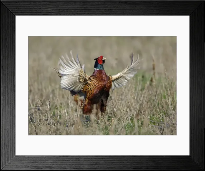 Framed Print : Pheasant- male  /  cock crowing and flapping wings, Neusiedler See NP, Austria