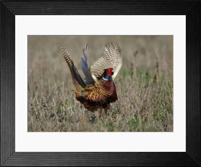 Framed Print : Pheasant- male / cock crowing and flapping wings, Neusiedler See NP, Austria Framed Print : Pheasant- male / cock crowing and flapping wings, Neusiedler See NP, Austria