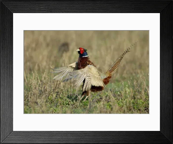 Framed Print : Pheasant- male / cock crowing and flapping wings, Neusiedler See NP, Austria Framed Print : Pheasant- male / cock crowing and flapping wings, Neusiedler See NP, Austria