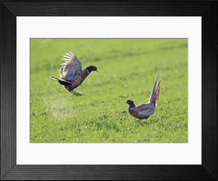 Framed Print : Pheasant- 2 males  /  cocks fighting during breeding season, Neusiedler See NP, Austria
