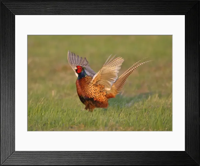 Framed Print : Pheasant- male / cock crowing and flapping wings, Neusiedler See NP, Austria Framed Print : Pheasant- male / cock crowing and flapping wings, Neusiedler See NP, Austria
