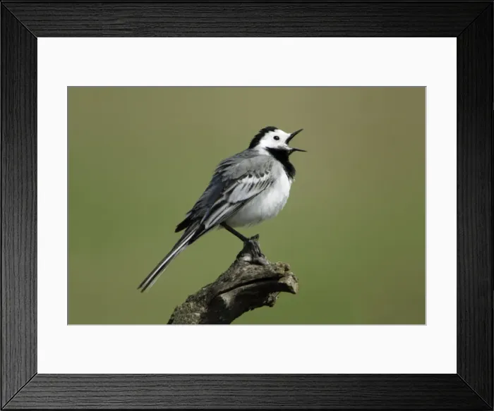 Framed Print : Pied / White Wagtail- male singing, Neusiedler See NP, Austria Framed Print : Pied / White Wagtail- male singing, Neusiedler See NP, Austria