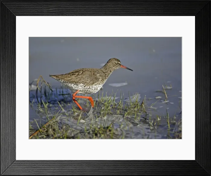Framed Print : Redshank- searching for food on lake edge, Neusiedler See NP, Austria Framed Print : Redshank- searching for food on lake edge, Neusiedler See NP, Austria