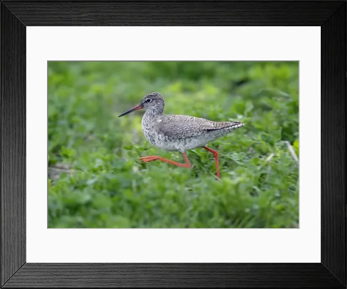 Framed Print : Redshank- running across a meadow, Neusiedler See NP, Austria Framed Print : Redshank- running across a meadow, Neusiedler See NP, Austria