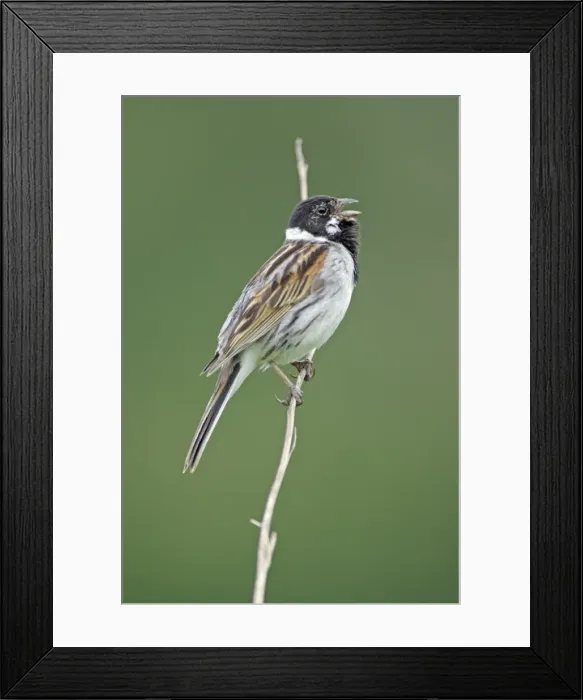 Framed Print : Reed Bunting- male bird singing from reed stalk, Hessen, Germany Framed Print : Reed Bunting- male bird singing from reed stalk, Hessen, Germany
