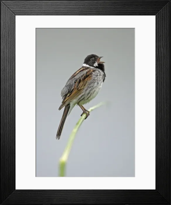 Framed Print : Reed Bunting- male bird singing from reed stalk, Hessen, Germany Framed Print : Reed Bunting- male bird singing from reed stalk, Hessen, Germany