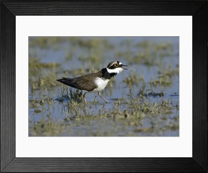 Framed Print : Little Ringed Plover- male bird courtship displaying, Neusiedler See NP, Austria Framed Print : Little Ringed Plover- male bird courtship displaying, Neusiedler See NP, Austria