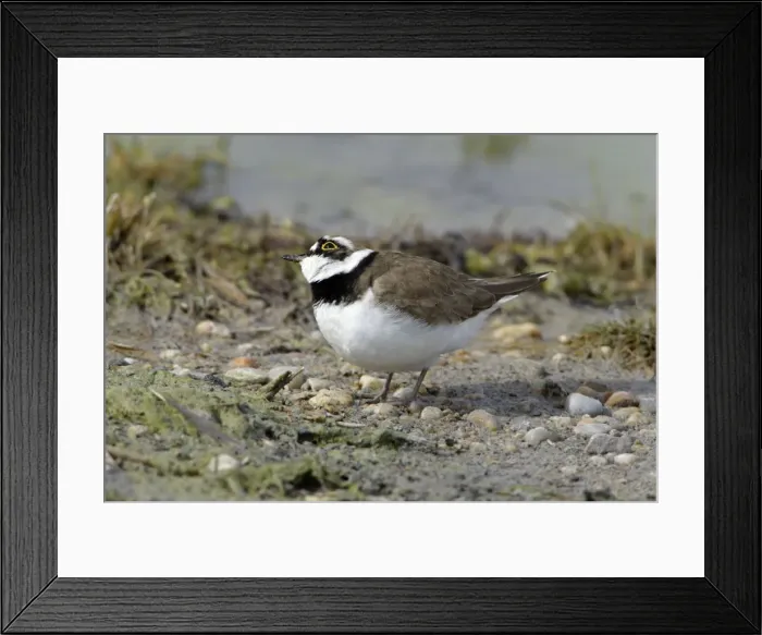 Framed Print : Little Ringed Plover- alert to bird of prey flying overhead, Neusiedler See NP, Austria Framed Print : Little Ringed Plover- alert to bird of prey flying overhead, Neusiedler See NP, Austria