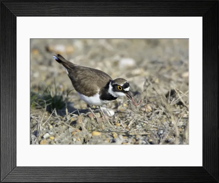 Framed Print : Little Ringed Plover- with caught worm, Neusiedler See National Park, Austria Framed Print : Little Ringed Plover- with caught worm, Neusiedler See National Park, Austria