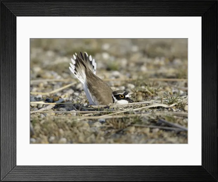 Framed Print : Little Ringed Plover- male displaying to female in nest depression, Neusiedler See NP, Austria Framed Print : Little Ringed Plover- male displaying to female in nest depression, Neusiedler See NP, Austria