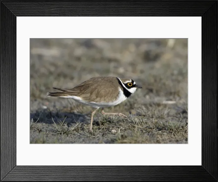 Framed Print : Little Ringed Plover- male displaying to female, Neusiedler See NP, Austria Framed Print : Little Ringed Plover- male displaying to female, Neusiedler See NP, Austria