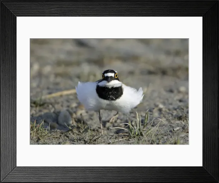 Framed Print : Little Ringed Plover- frontal view, male displaying to female, Neusiedler See NP, Austria Framed Print : Little Ringed Plover- frontal view, male displaying to female, Neusiedler See NP, Austria