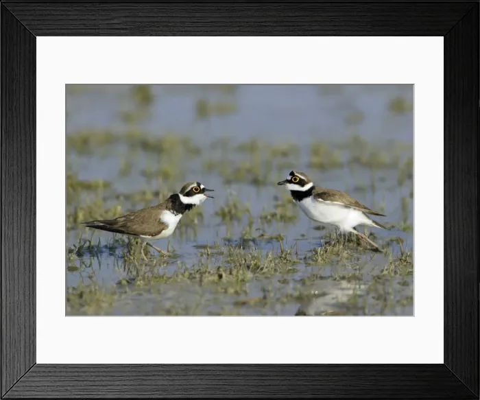 Framed Print : Little Ringed Plover- 2 males fighting in lake, Neusiedler See NP, Austria Framed Print : Little Ringed Plover- 2 males fighting in lake, Neusiedler See NP, Austria