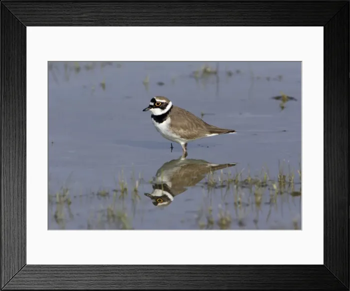 Framed Print : Little Ringed Plover- bird's reflection in lake, Neusiedler See NP, Austria Framed Print : Little Ringed Plover- bird's reflection in lake, Neusiedler See NP, Austria