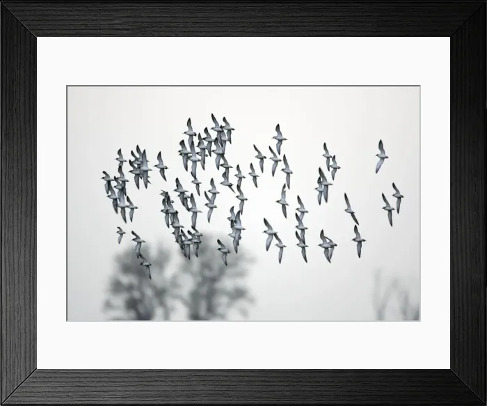 Framed Print : Ruff- flock in flight, Neusiedler See NP, Austria Framed Print : Ruff- flock in flight, Neusiedler See NP, Austria