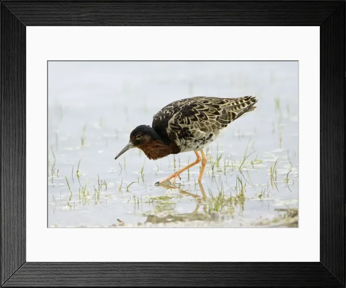 Framed Print : Ruff- male bird feeding in lake, Neusiedler See NP, Austria Framed Print : Ruff- male bird feeding in lake, Neusiedler See NP, Austria
