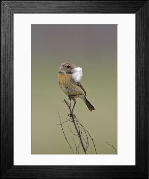 Framed Print : Stonechat- female with nest material in bill, Lower Saxony, Germany Framed Print : Stonechat- female with nest material in bill, Lower Saxony, Germany