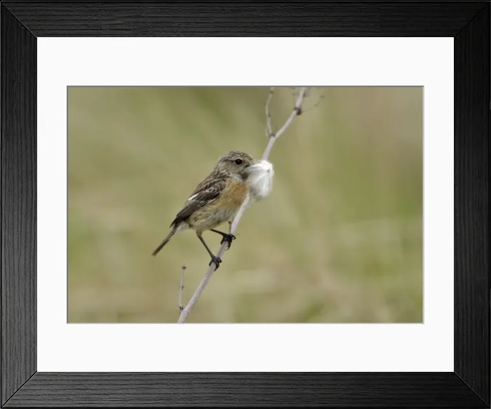 Framed Print : Stonechat- female with nest matrial in bill, Lower Saxony, Germany Framed Print : Stonechat- female with nest matrial in bill, Lower Saxony, Germany