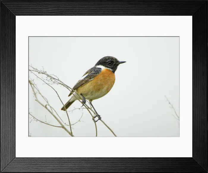 Framed Print : Stonechat - male perched on plant stem, Lower Saxony, Germany Framed Print : Stonechat - male perched on plant stem, Lower Saxony, Germany
