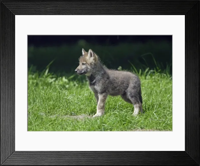 Framed Print : European Grey Wolf- young cub, alert, lower Saxony, Germany Framed Print : European Grey Wolf- young cub, alert, lower Saxony, Germany
