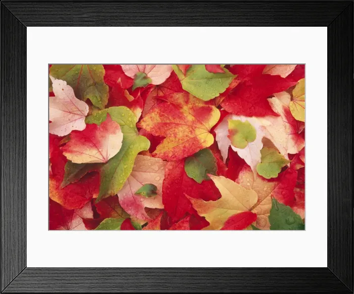 Framed Print : Boston Ivy Leaves In autumn Framed Print : Boston Ivy Leaves In autumn
