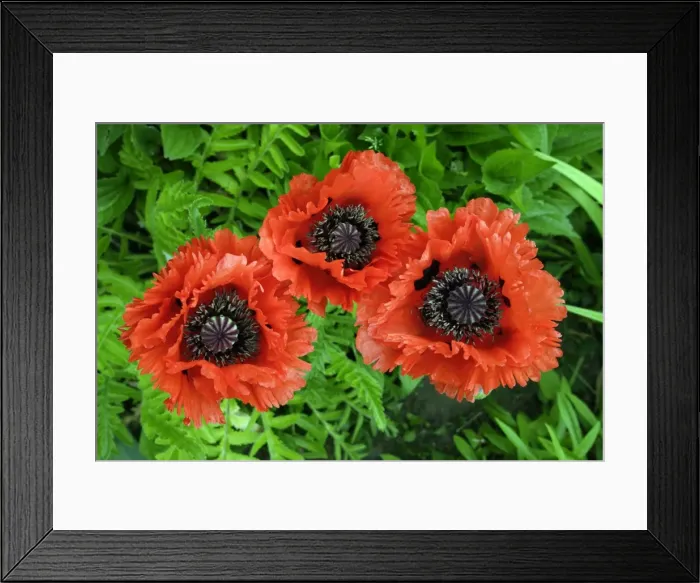 Framed Print : Poppy- garden hybrid, large flowering sort, Lower Saxony, Germany Framed Print : Poppy- garden hybrid, large flowering sort, Lower Saxony, Germany