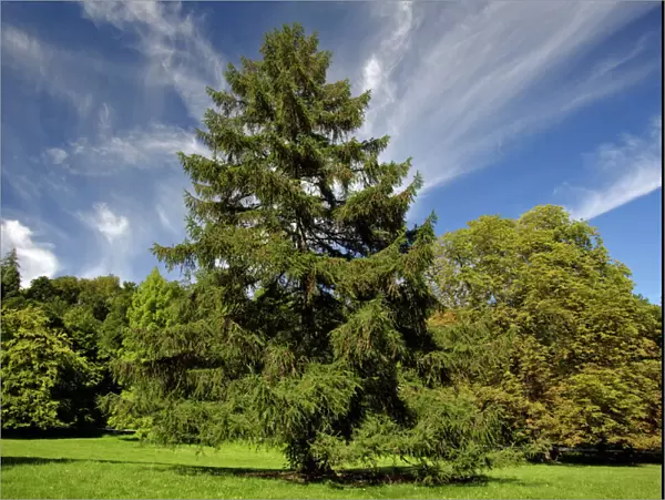 European Larch - single tree on meadow, Lower Saxony, Germany