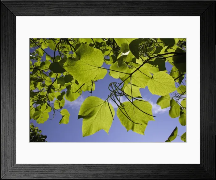 Framed Print : Indian Bean Tree - showing leaves and ripening bean pods, Lower Saxony, Germany Framed Print : Indian Bean Tree - showing leaves and ripening bean pods, Lower Saxony, Germany