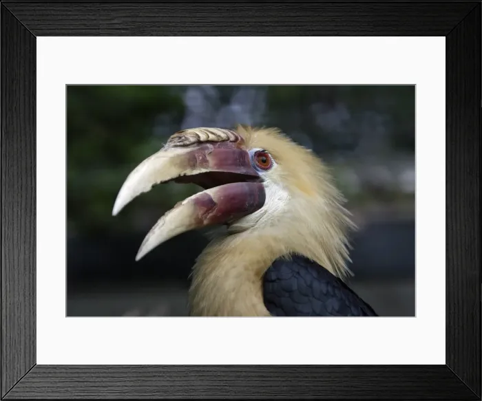 Framed Print : Blyth's Hornbill - bird with beak open, Lower Saxony, Germany Framed Print : Blyth's Hornbill - bird with beak open, Lower Saxony, Germany