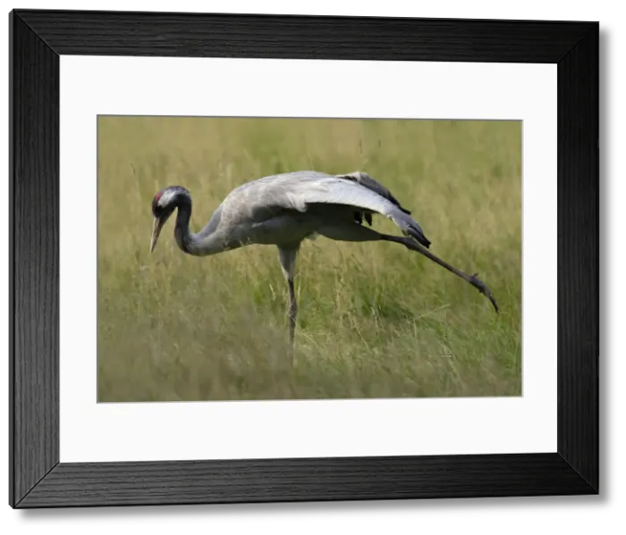 Framed Print : Common Crane - bird stretching wing and leg muscles, on a meadow, Lower Saxony, Germany Framed Print : Common Crane - bird stretching wing and leg muscles, on a meadow, Lower Saxony, Germany