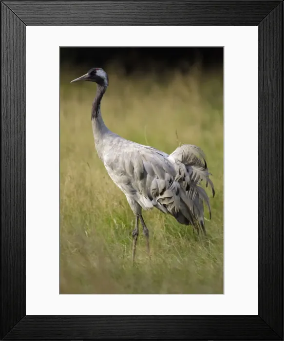 Framed Print : Common Crane - bird standing on a meadow, Lower Saxony, Germany Framed Print : Common Crane - bird standing on a meadow, Lower Saxony, Germany